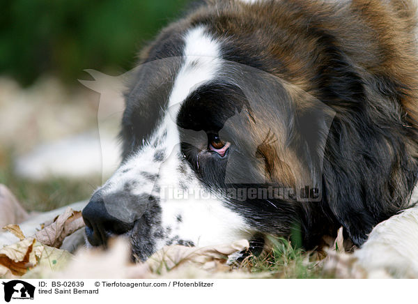 mder Bernhardiner / tired Saint Bernard / BS-02639