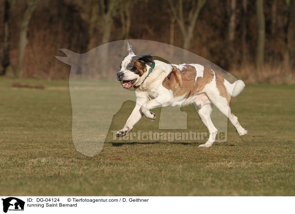 rennender Bernhardiner / running Saint Bernard / DG-04124