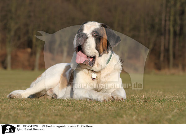 liegender Bernhardiner / lying Saint Bernard / DG-04128