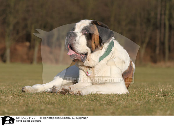 liegender Bernhardiner / lying Saint Bernard / DG-04129