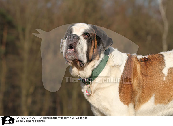 Bernhardiner Portrait / Saint Bernard Portrait / DG-04130