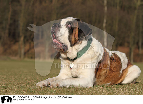 liegender Bernhardiner / lying Saint Bernard / DG-04131