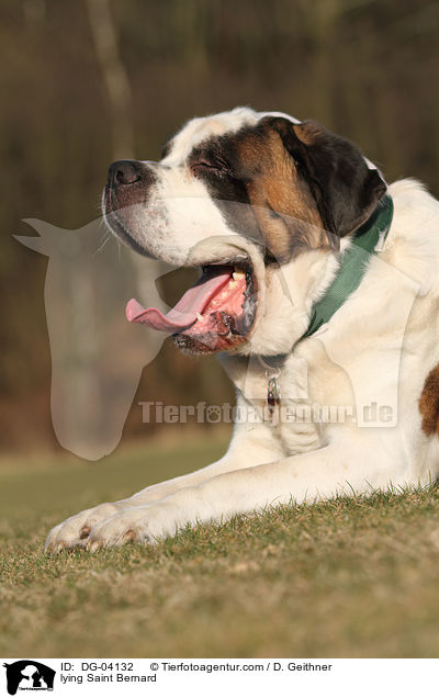 liegender Bernhardiner / lying Saint Bernard / DG-04132