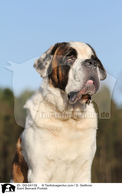 Bernhardiner Portrait / Saint Bernard Portrait / DG-04139