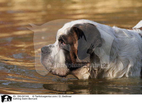 badender Bernhardiner / bathing Saint Bernard / DG-04144