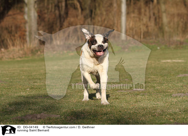 rennender Bernhardiner / running Saint Bernard / DG-04149