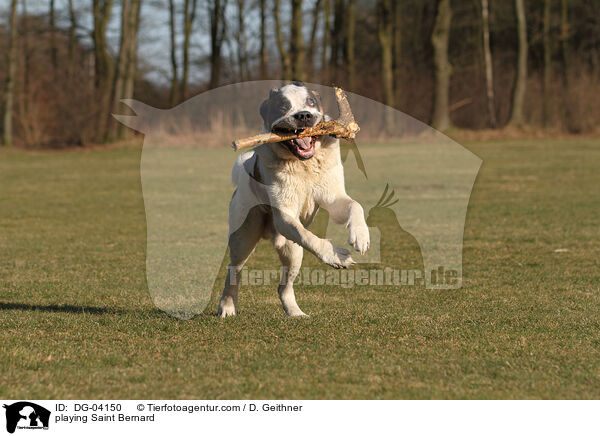 spielender Bernhardiner / playing Saint Bernard / DG-04150