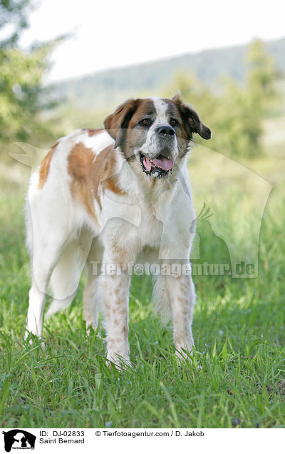 Bernhardiner / Saint Bernard / DJ-02833