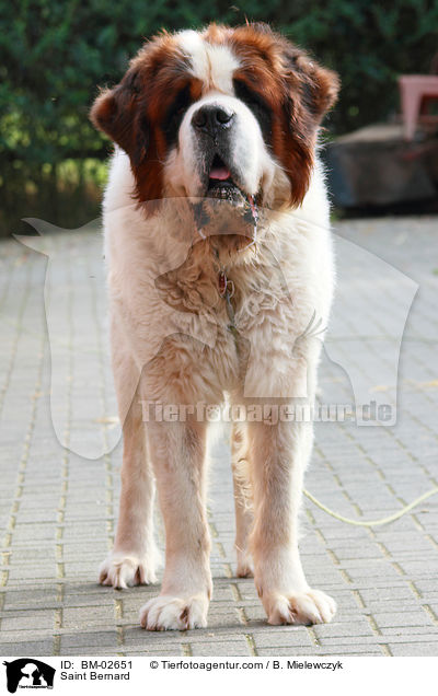 Bernhardiner / Saint Bernard / BM-02651