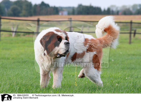 Bernhardiner markiert / urinating Saint Bernard / BM-02655