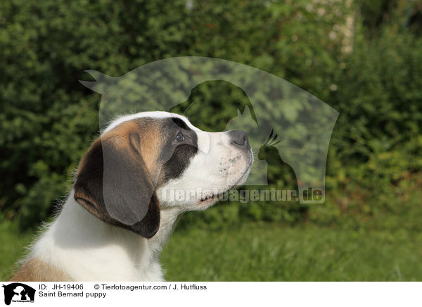 Saint Bernard puppy / JH-19406