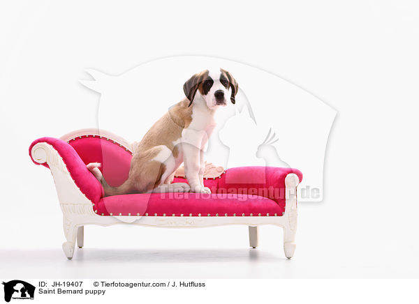 Bernhardiner Welpe / Saint Bernard puppy / JH-19407