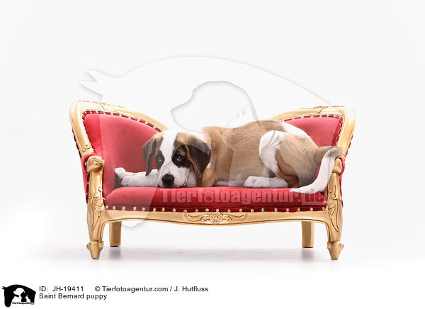 Bernhardiner Welpe / Saint Bernard puppy / JH-19411