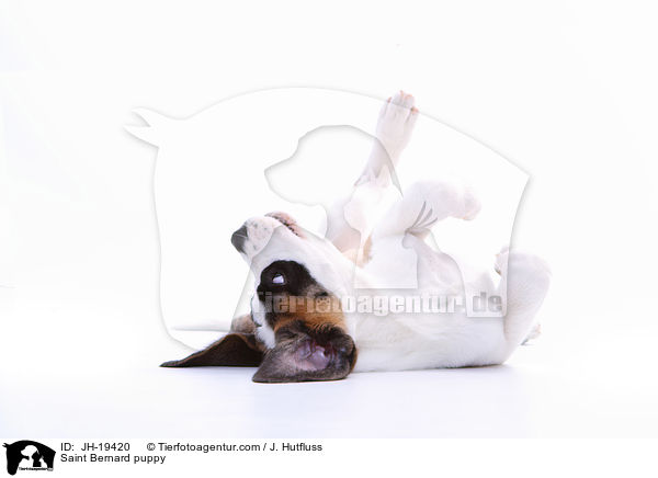 Saint Bernard puppy / JH-19420