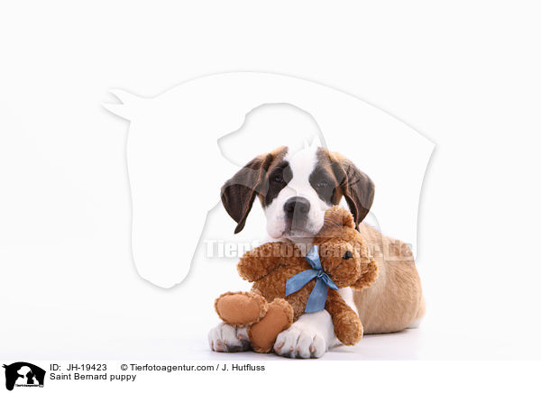 Saint Bernard puppy / JH-19423