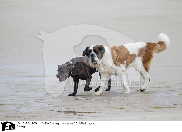 2 Hunde / 2 dogs / AM-04800