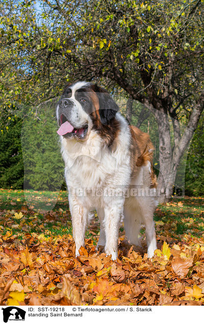 stehender Bernhardiner / standing Saint Bernard / SST-19218