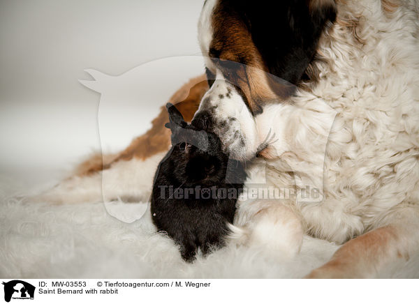 Bernhardiner mit Kaninchen / Saint Bernard with rabbit / MW-03553