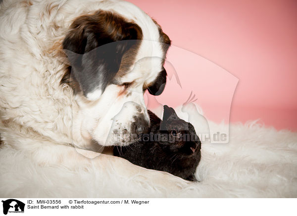 Saint Bernard with rabbit / MW-03556