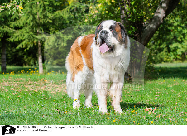 stehender Bernhardiner / standing Saint Bernard / SST-19650