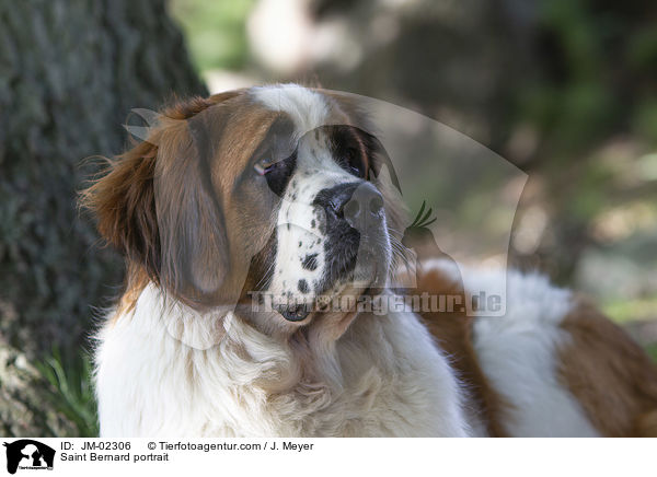 Bernhardiner Portrait / Saint Bernard portrait / JM-02306