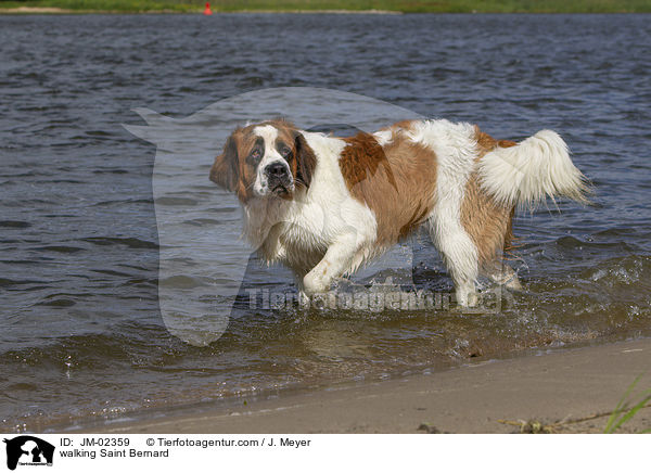 laufender Bernhardiner / walking Saint Bernard / JM-02359