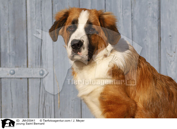 young Saint Bernard / JM-05941