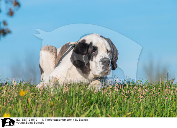 junger Bernhardiner / young Saint Bernard / SST-21812