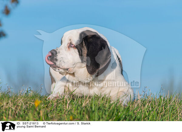 junger Bernhardiner / young Saint Bernard / SST-21813