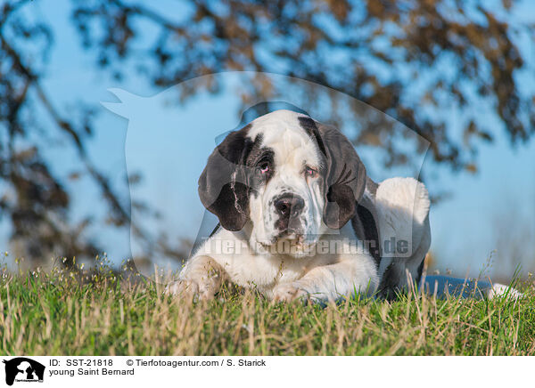 junger Bernhardiner / young Saint Bernard / SST-21818