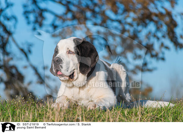 junger Bernhardiner / young Saint Bernard / SST-21819