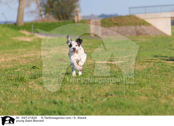 junger Bernhardiner / young Saint Bernard / SST-21829