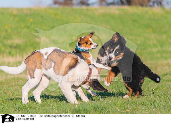 Bernhardiner / Saint Bernard / SST-21833