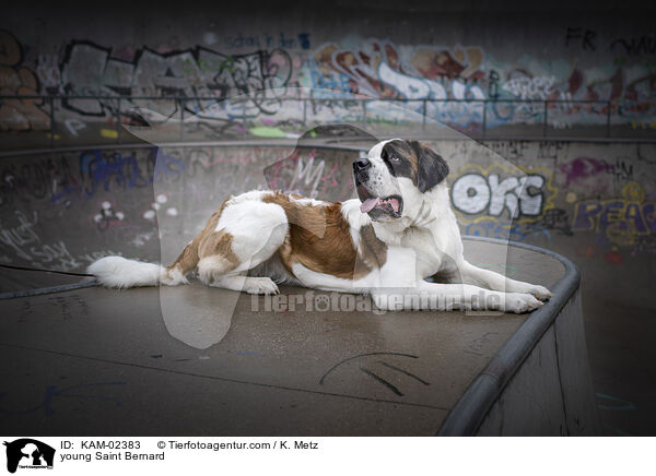 young Saint Bernard / KAM-02383