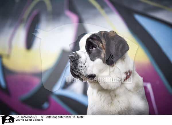 young Saint Bernard / KAM-02394