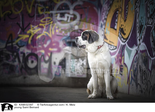 junger Bernhardiner / young Saint Bernard / KAM-02397
