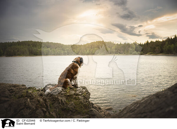 Bernhardiner / Saint Bernard / CF-02946