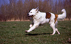 running Saint Bernard