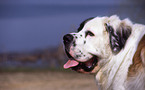 Saint Bernard Portrait