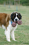 Saint Bernard