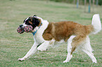 running Saint Bernard