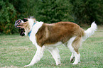 Saint Bernard