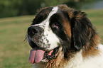 Saint Bernard portrait