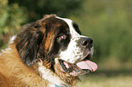 Saint Bernard portrait