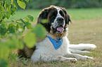 lying Saint Bernard