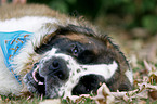 tired Saint Bernard