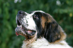 Saint Bernard portrait