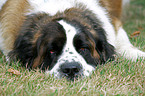 tired Saint Bernard