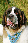 Saint Bernard portrait