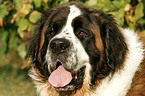 Saint Bernard portrait